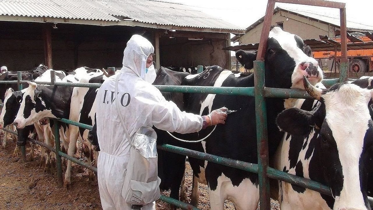 سویه جدید تب برفکی در دامداری‌های صنعتی به طور کامل کنترل شد