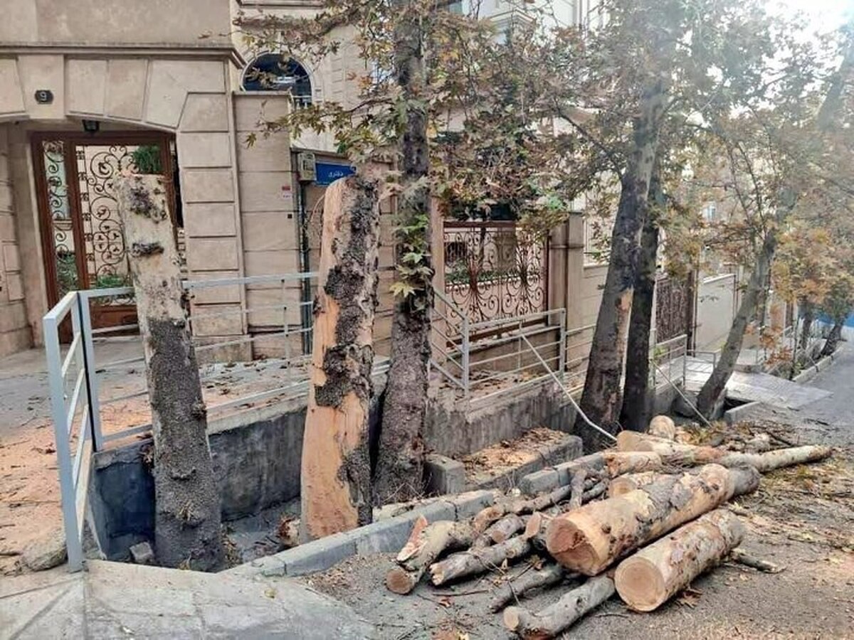 شهرداری منطقه یک: کلیپ قطع درختان باغ فردوس گمراه‌کننده بود