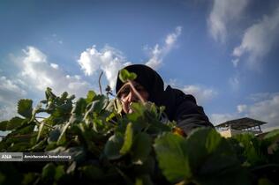 تولید ملی برای آبادانی مناطق محروم