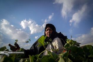 تولید ملی برای آبادانی مناطق محروم