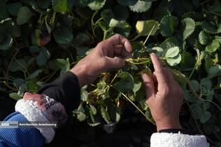 تولید ملی برای آبادانی مناطق محروم