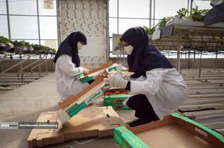 تولید ملی برای آبادانی مناطق محروم