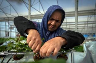 تولید ملی برای آبادانی مناطق محروم