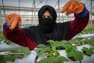 تولید ملی برای آبادانی مناطق محروم