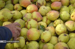 توانمندی اقتصادی برای رفع محرومیت - باغ گلابی