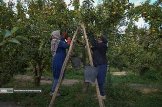 توانمندی اقتصادی برای رفع محرومیت - باغ گلابی