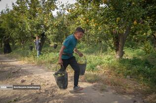 توانمندی اقتصادی برای رفع محرومیت - باغ گلابی