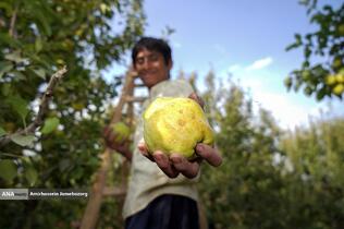 توانمندی اقتصادی برای رفع محرومیت - باغ گلابی