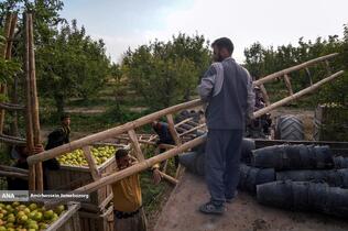 توانمندی اقتصادی برای رفع محرومیت - باغ گلابی