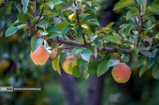 توانمندی اقتصادی برای رفع محرومیت - باغ گلابی