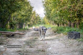 توانمندی اقتصادی برای رفع محرومیت - باغ گلابی