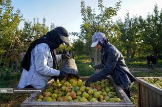 توانمندی اقتصادی برای رفع محرومیت - باغ گلابی