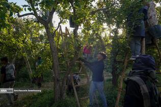 توانمندی اقتصادی برای رفع محرومیت - باغ گلابی