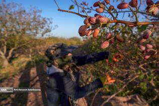 تولید برای محرومیت زدایی - باغ پسته