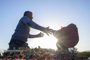 تولید برای محرومیت زدایی - باغ پسته