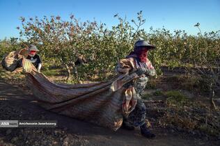 تولید برای محرومیت زدایی - باغ پسته