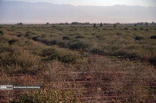 تولید برای محرومیت زدایی - باغ پسته