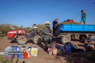 تولید برای محرومیت زدایی - باغ پسته