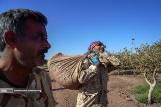 تولید برای محرومیت زدایی - باغ پسته