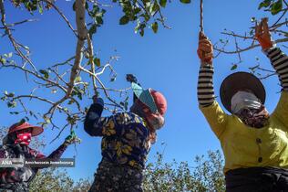 تولید برای محرومیت زدایی - باغ پسته