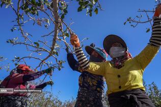 تولید برای محرومیت زدایی - باغ پسته