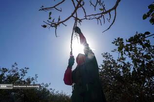 تولید برای محرومیت زدایی - باغ پسته