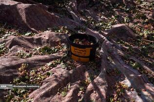 تولید برای محرومیت زدایی - باغ پسته