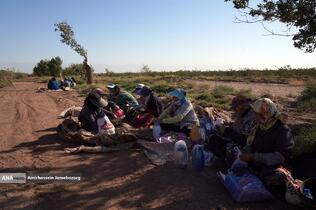 تولید برای محرومیت زدایی - باغ پسته