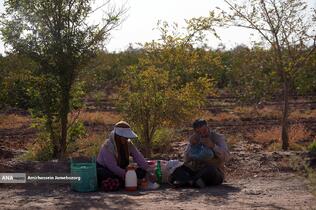 تولید برای محرومیت زدایی - باغ پسته