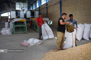 تولید برای محرومیت زدایی - باغ پسته