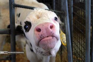 رفع محرومیت با تولید ملی - گاوداری