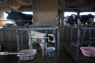 رفع محرومیت با تولید ملی - گاوداری