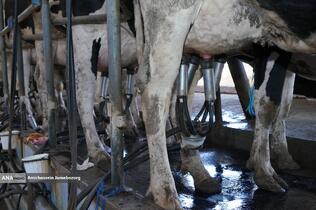 رفع محرومیت با تولید ملی - گاوداری