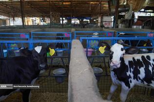 رفع محرومیت با تولید ملی - گاوداری