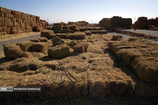 رفع محرومیت با تولید ملی - گاوداری