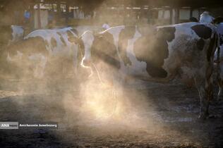 رفع محرومیت با تولید ملی - گاوداری