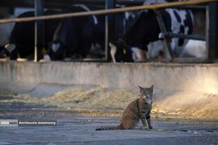 رفع محرومیت با تولید ملی - گاوداری