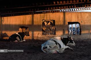 رفع محرومیت با تولید ملی - گاوداری