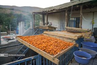 خُرو؛ پایتخت آلوی ایران