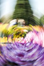 گل های داوودی