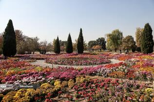 گل های داوودی