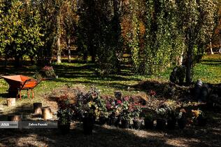 گل های داوودی