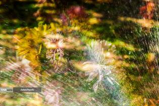 گل های داوودی