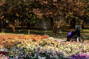 گل های داوودی