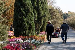 گل های داوودی