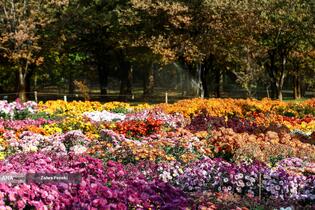 گل های داوودی