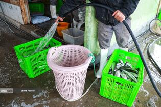 برداشت شب یلدایی ماهی قزل آلا