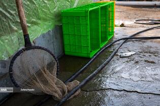 برداشت شب یلدایی ماهی قزل آلا