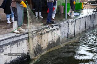 برداشت شب یلدایی ماهی قزل آلا