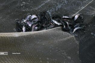 برداشت شب یلدایی ماهی قزل آلا